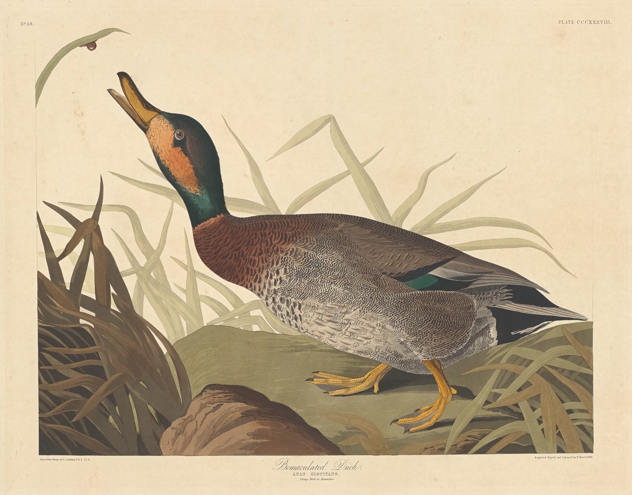 Lemakulált kacsa alkotó: Robert Havell after John James Audubon