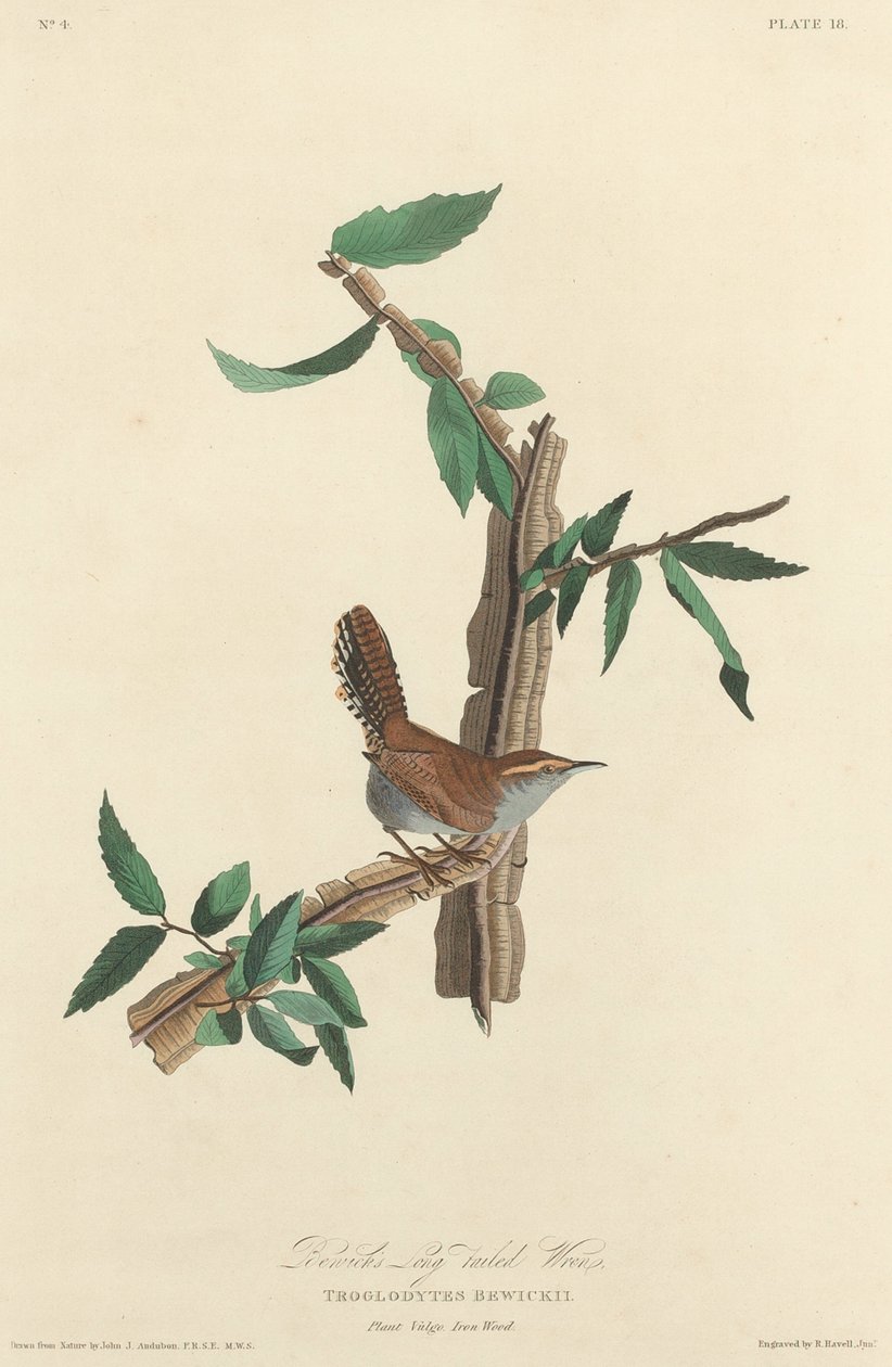 Bewick hosszúfarkú ökörszem alkotó: Robert Havell after John James Audubon