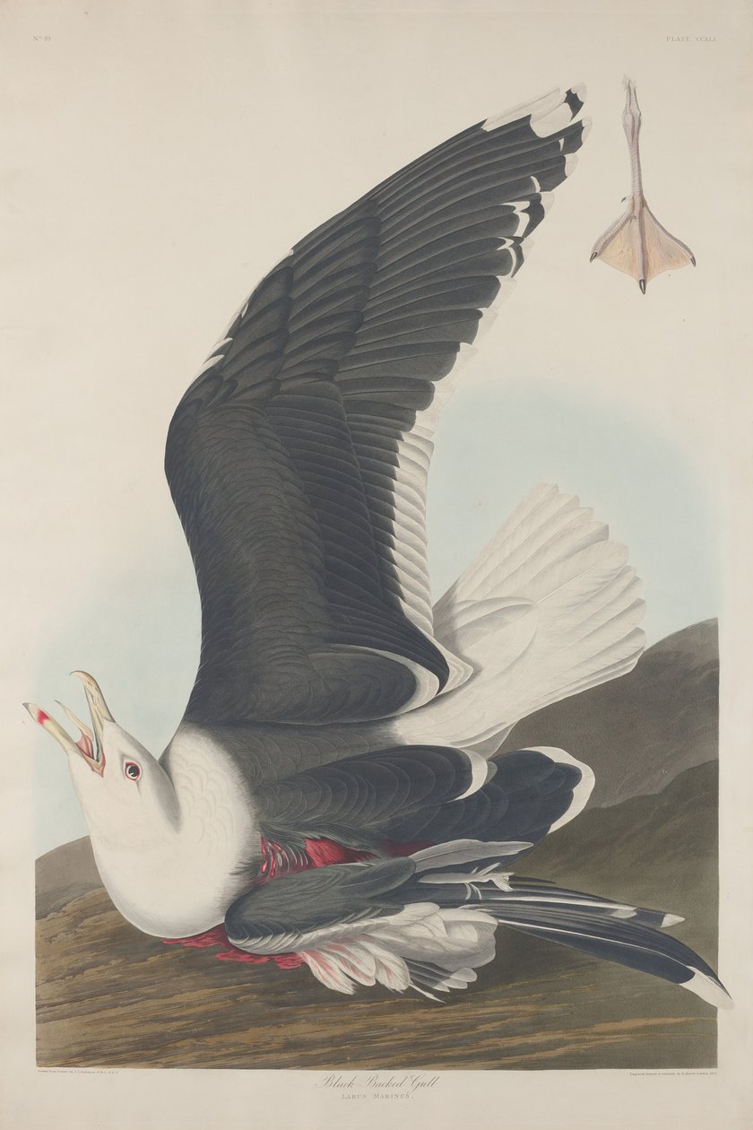 Feketehátú sirály alkotó: Robert Havell after John James Audubon