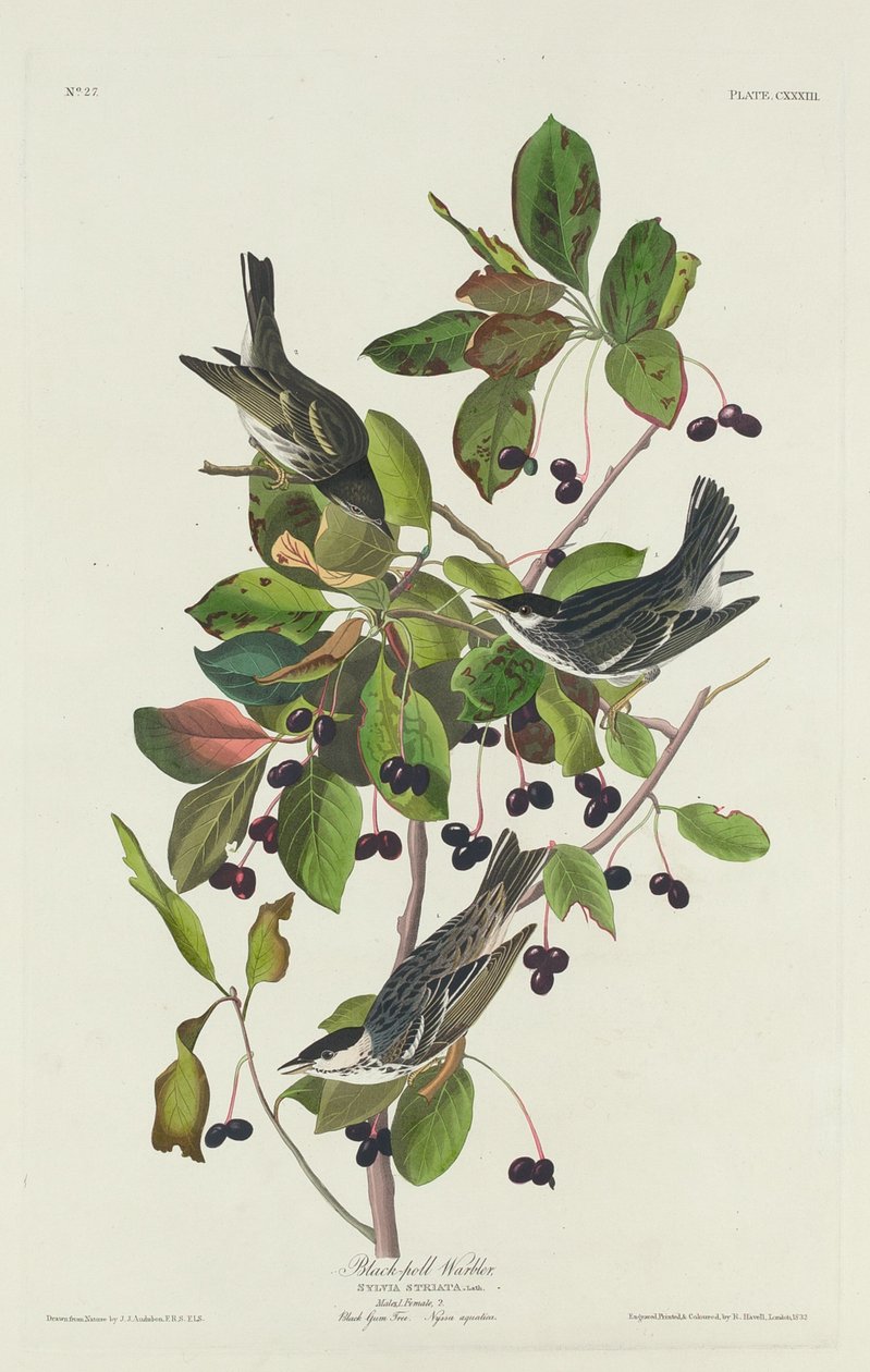 Fekete-medencés poszáta alkotó: Robert Havell after John James Audubon