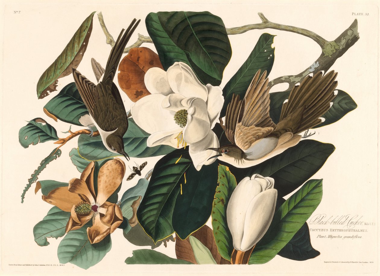 Feketecsőrű kakukk alkotó: Robert Havell after John James Audubon