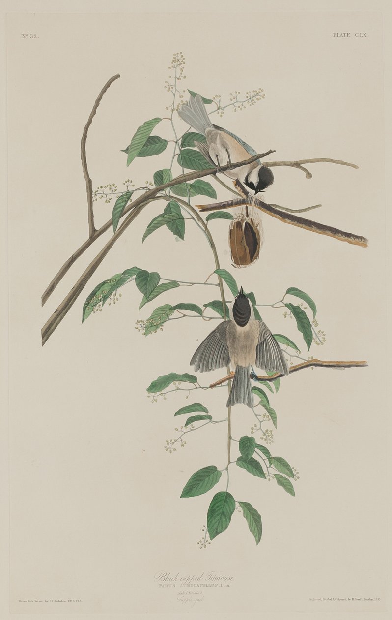 Fekete sapkás cinege alkotó: Robert Havell after John James Audubon