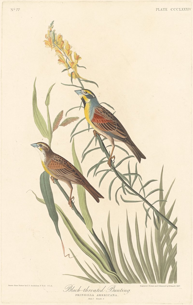 Fekete torkú sármány alkotó: Robert Havell after John James Audubon