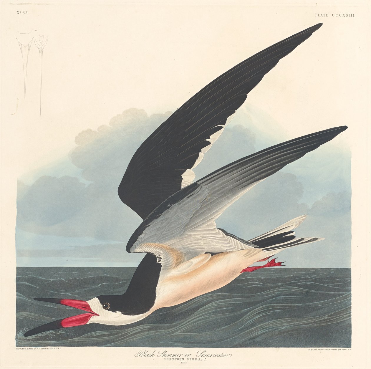 Fekete Skimmer alkotó: Robert Havell after John James Audubon