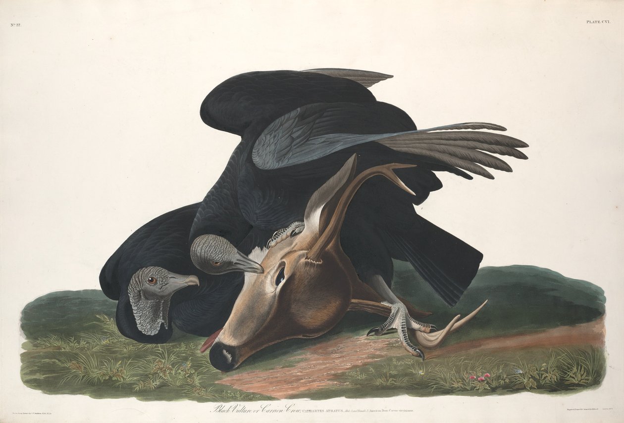 Fekete keselyű alkotó: Robert Havell after John James Audubon