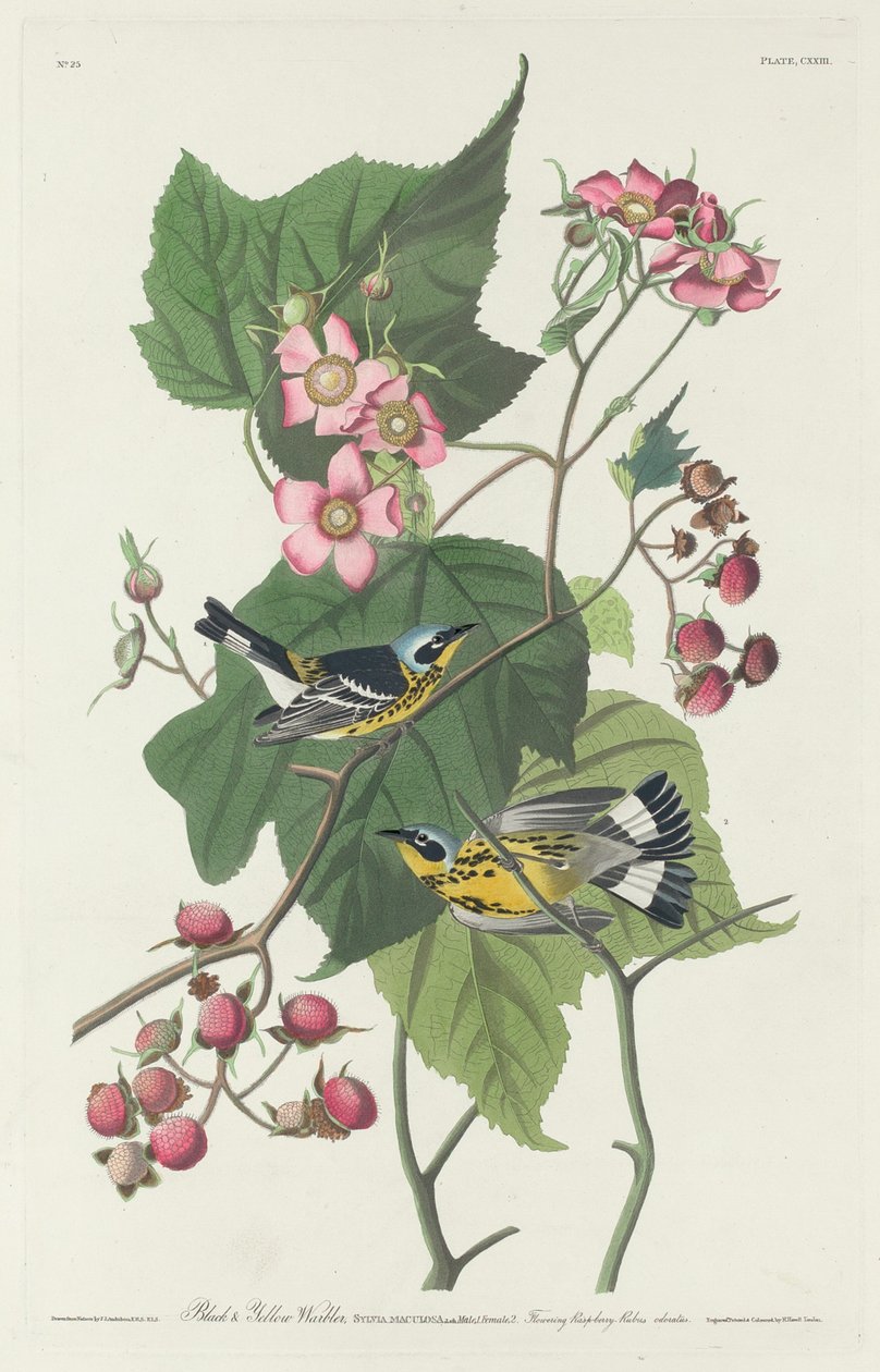 Fekete-sárga poszáta alkotó: Robert Havell after John James Audubon