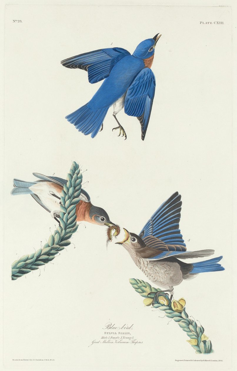 Blue-Bird alkotó: Robert Havell after John James Audubon