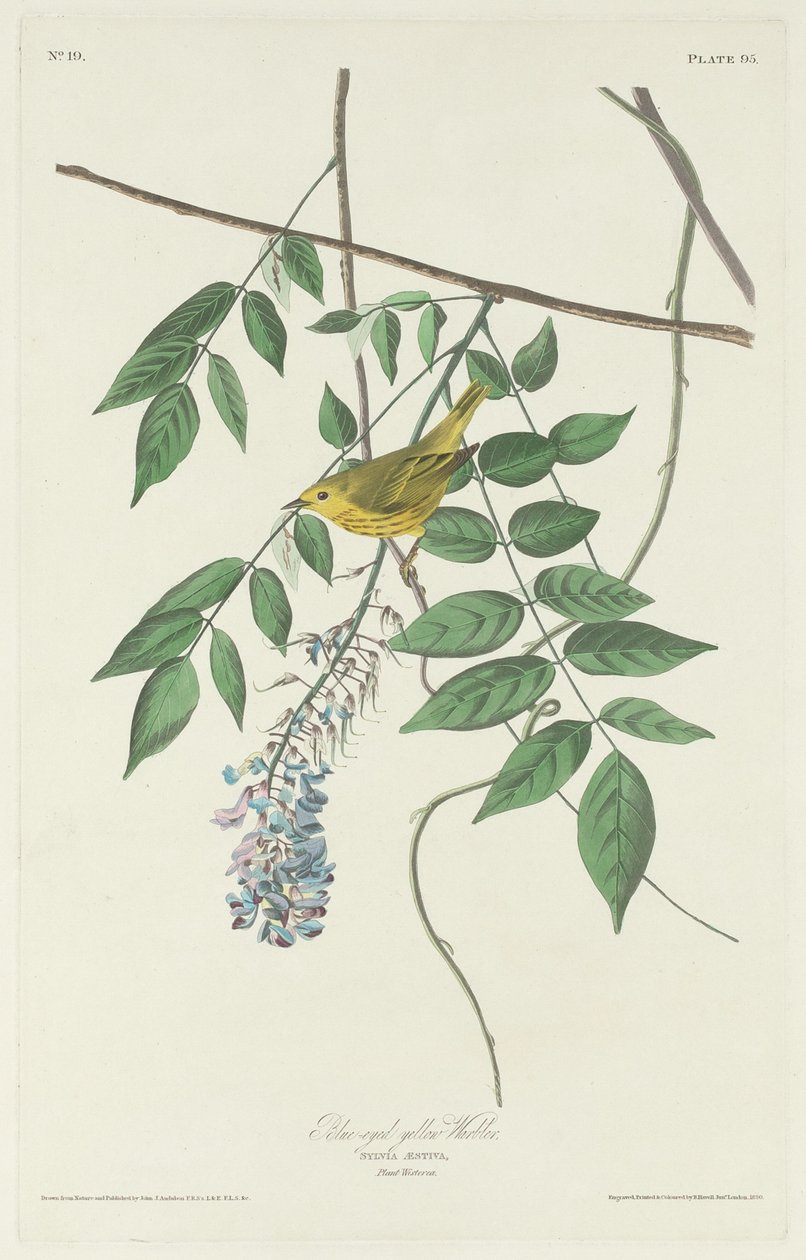 Kék szemű sárgarigó alkotó: Robert Havell after John James Audubon