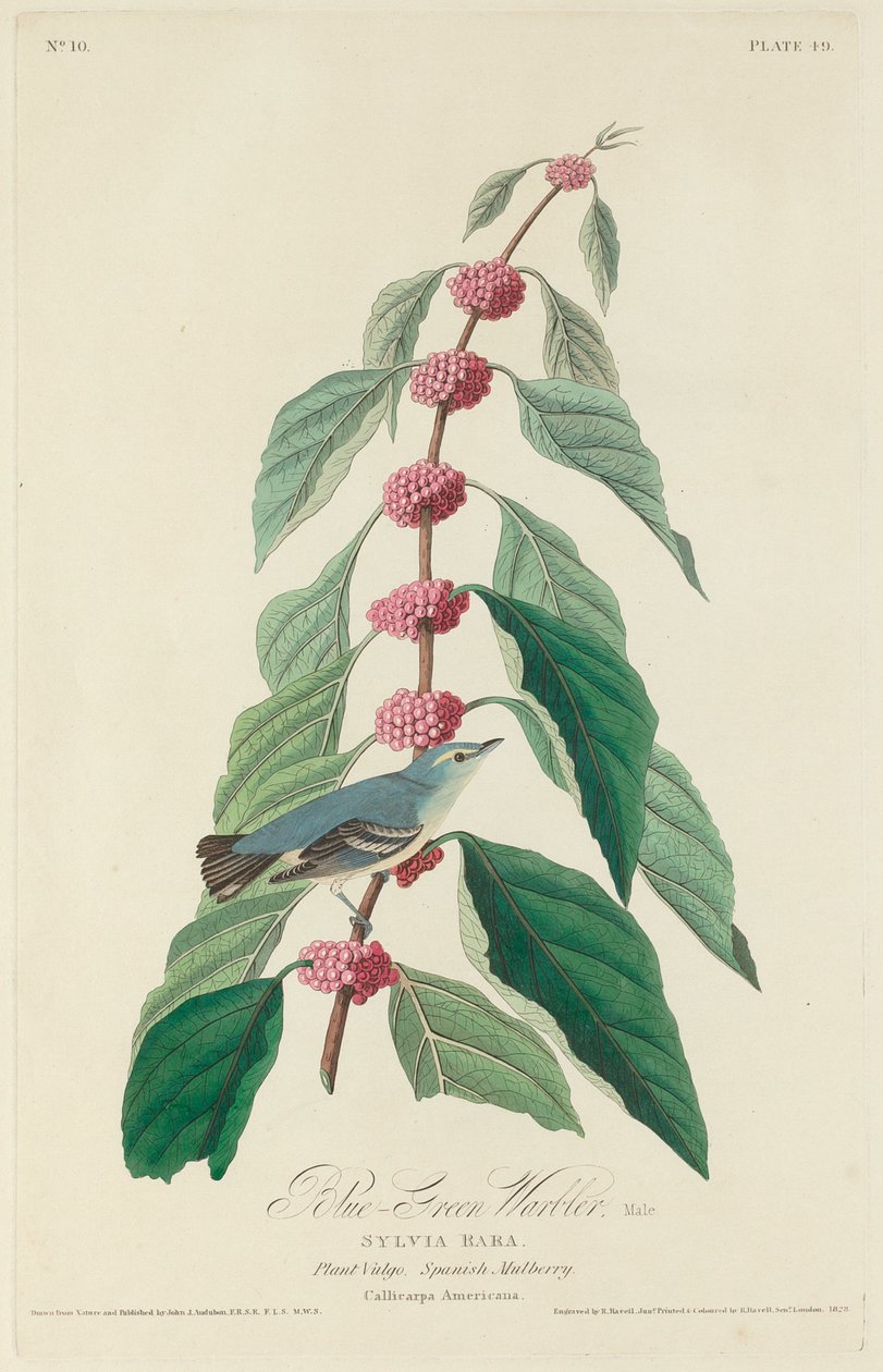 Kék-zöld poszáta alkotó: Robert Havell after John James Audubon