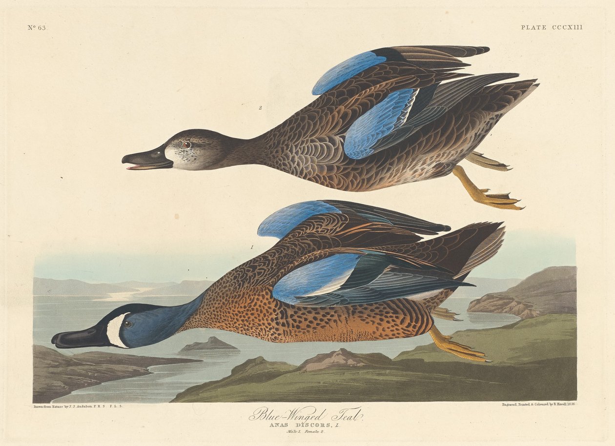Kékszárnyú kékeszöld alkotó: Robert Havell after John James Audubon