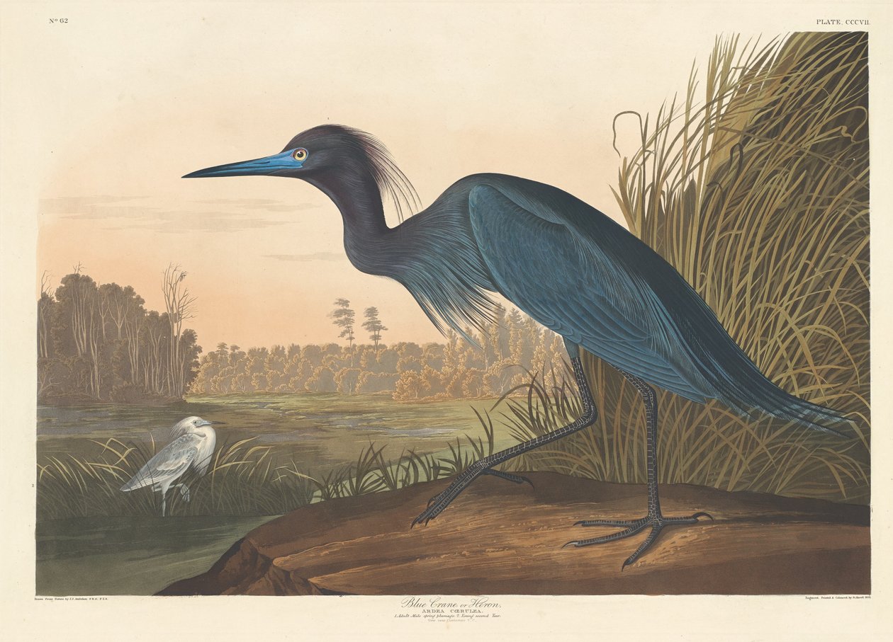Kék daru vagy gém alkotó: Robert Havell after John James Audubon