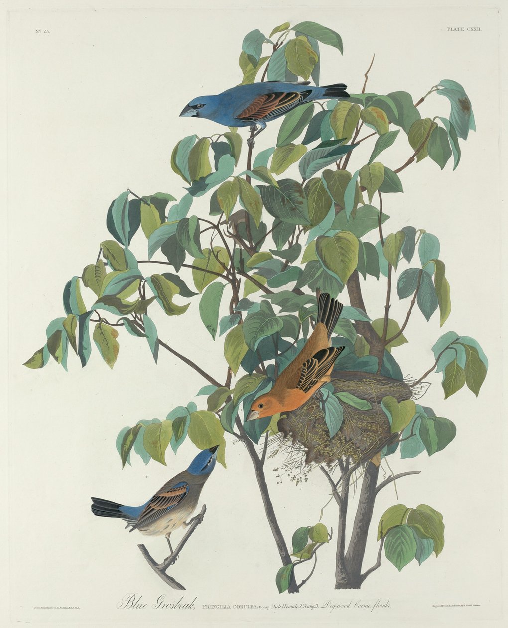 Blue Grosbeak alkotó: Robert Havell after John James Audubon
