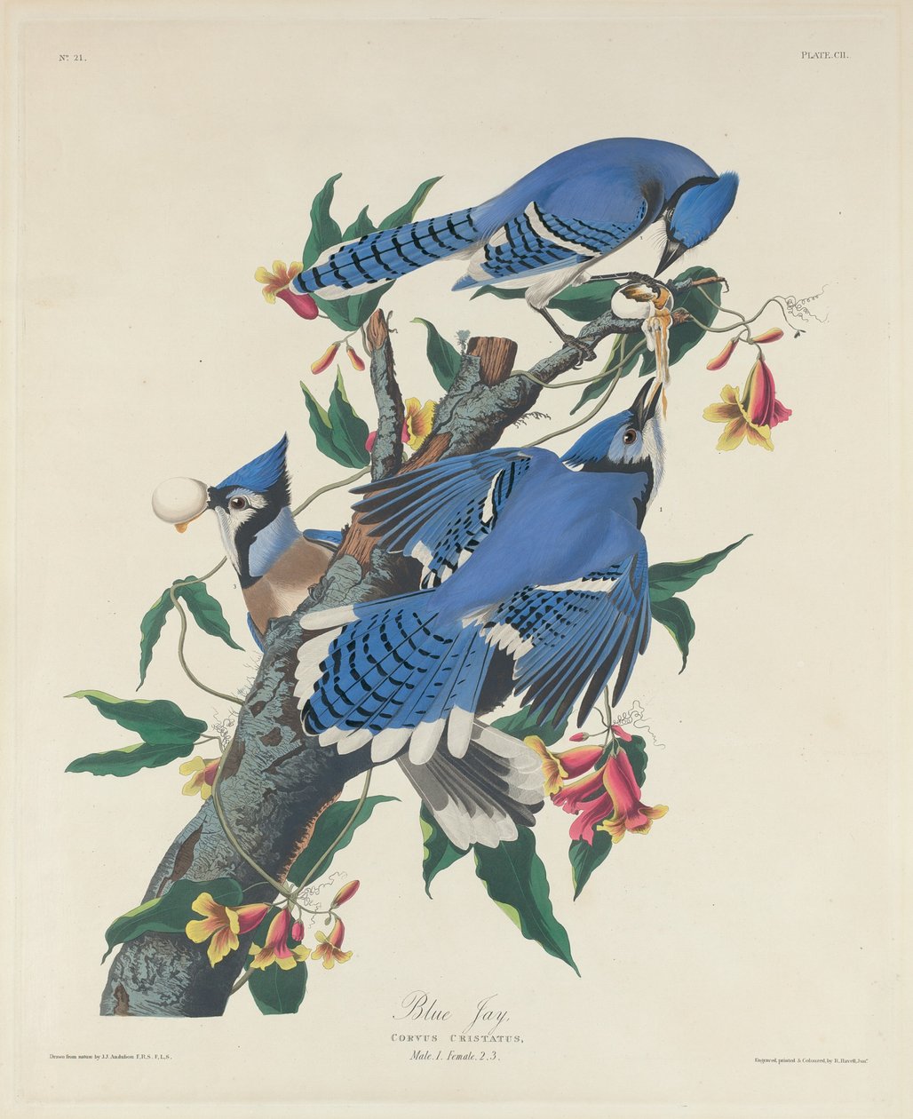 Blue Jay alkotó: Robert Havell after John James Audubon