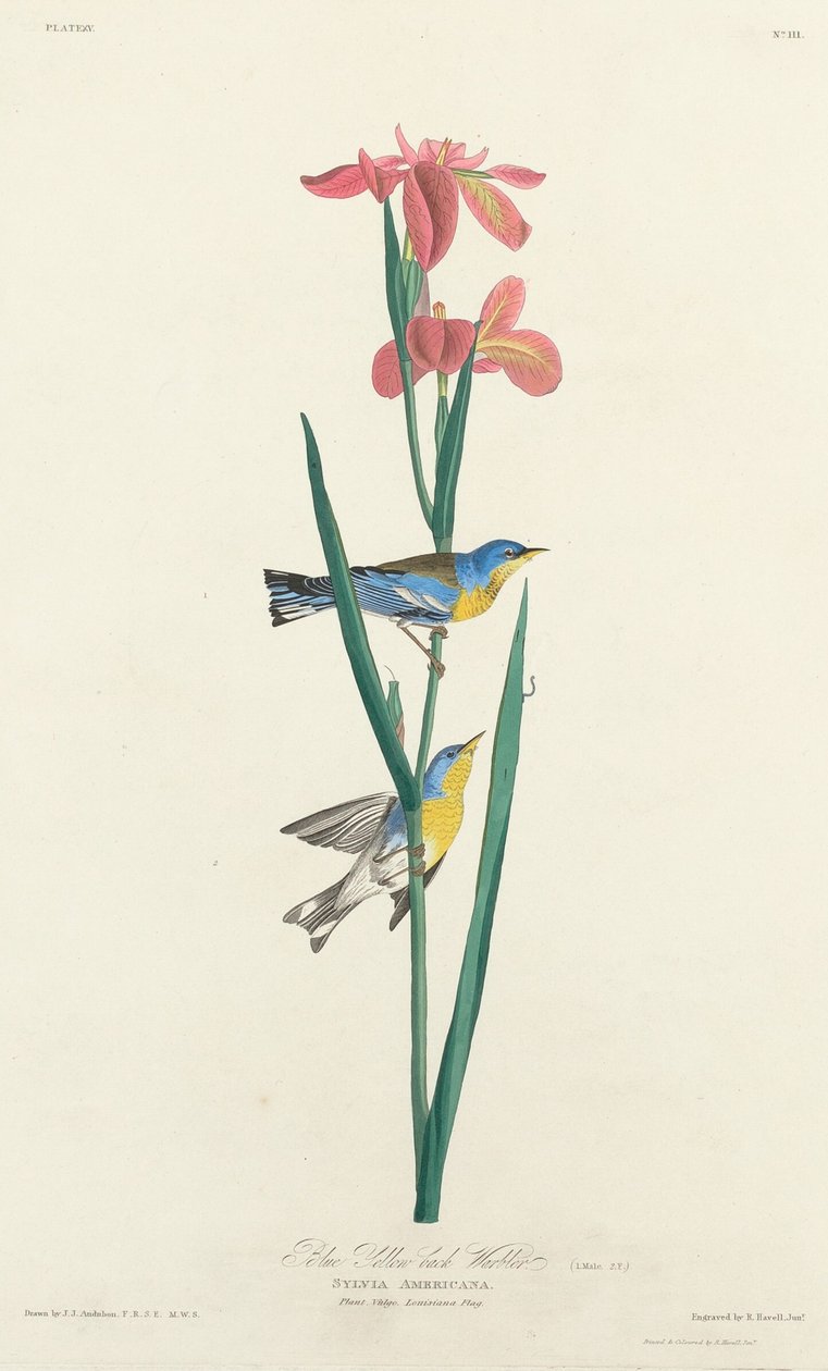 Kék Sárgahátú poszáta alkotó: Robert Havell after John James Audubon
