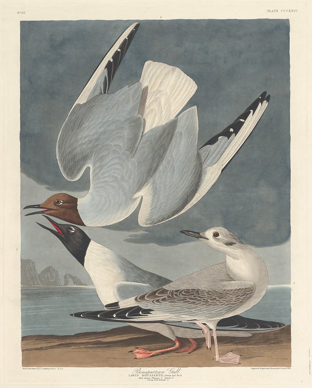 Bonaparti sirály alkotó: Robert Havell after John James Audubon