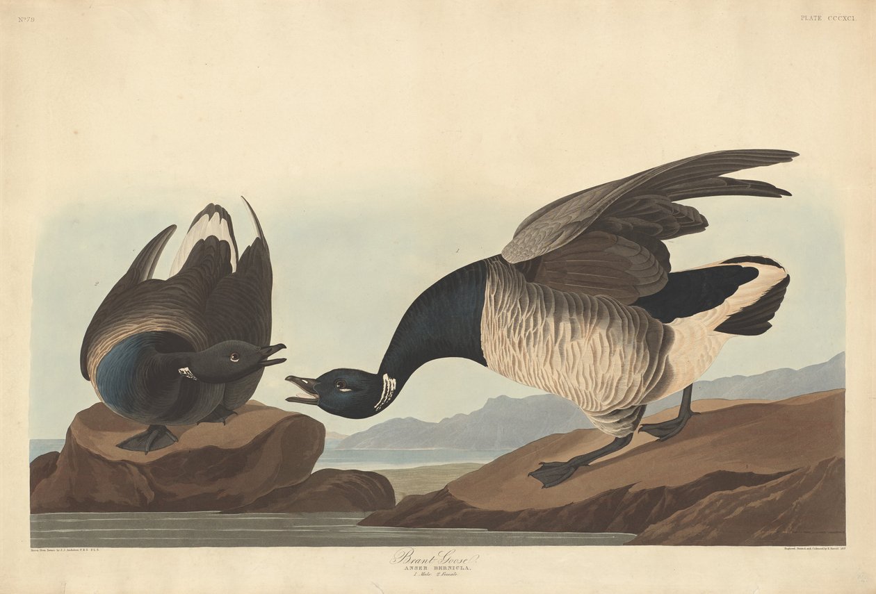 Örvöslúd alkotó: Robert Havell after John James Audubon