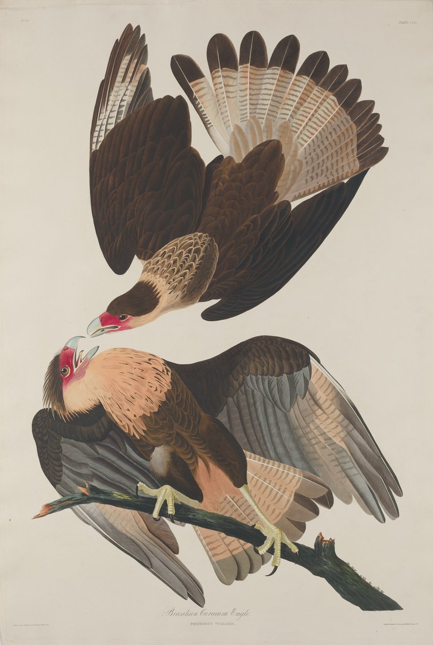 Brazil Caracara Eagle alkotó: Robert Havell after John James Audubon