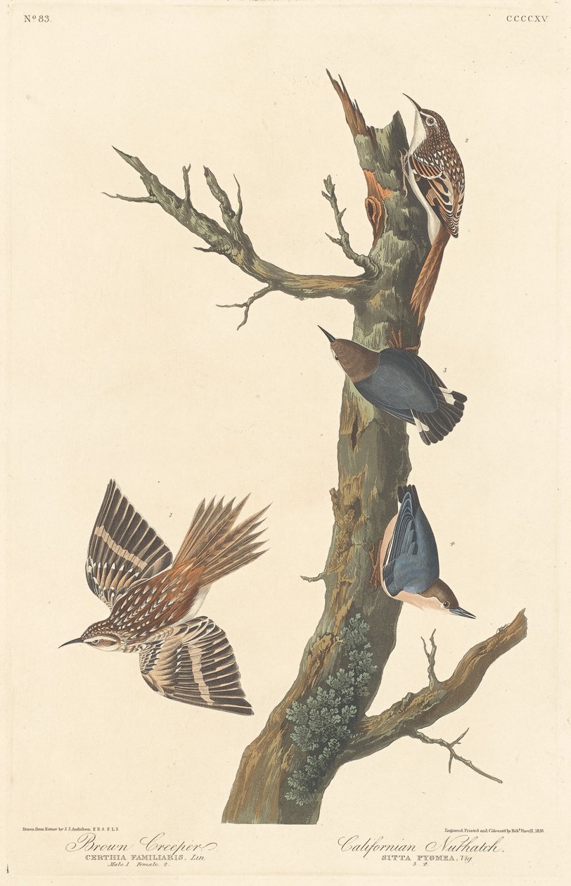 Brown Creeper és kaliforniai dió alkotó: Robert Havell after John James Audubon
