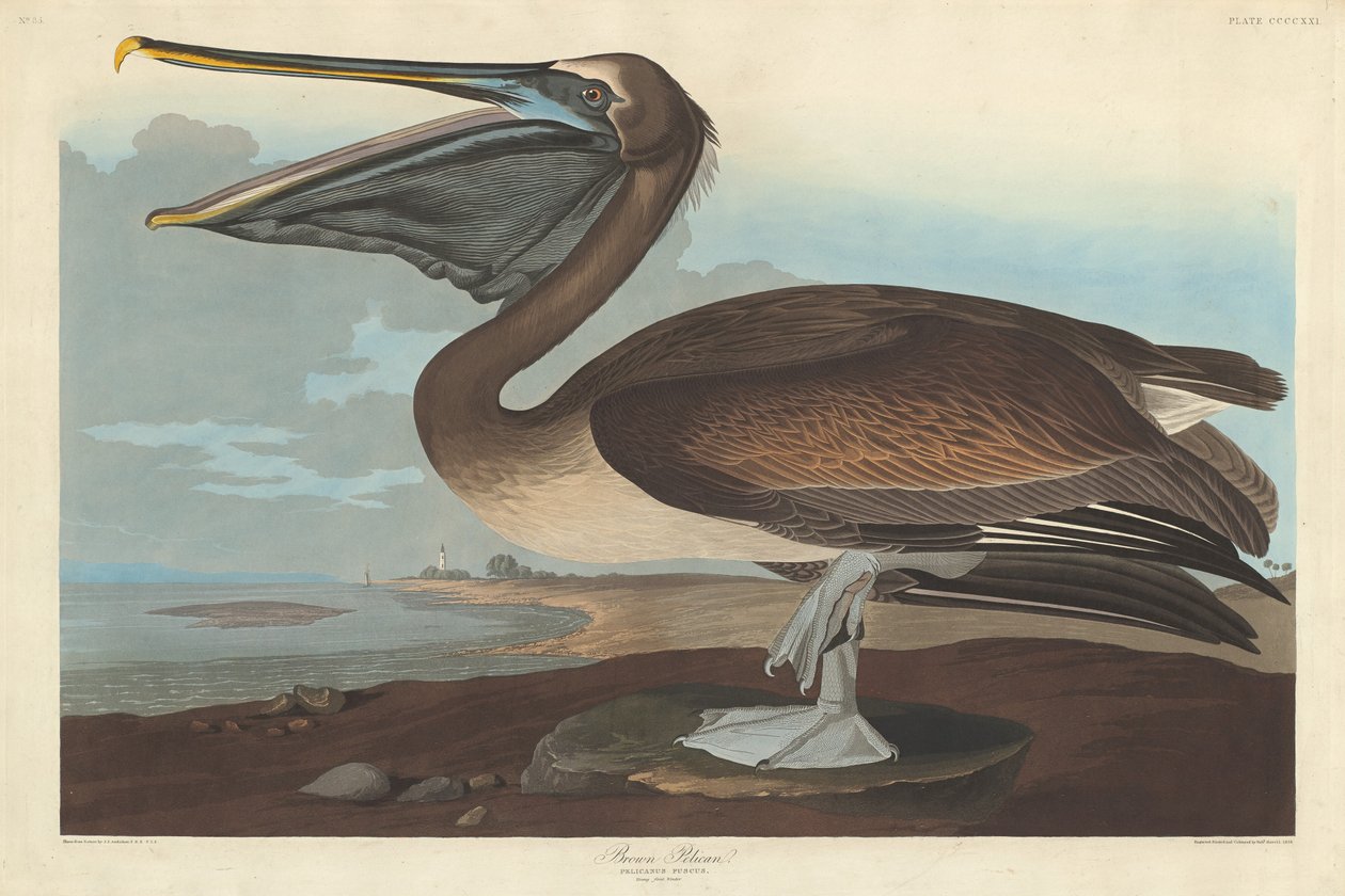 Barna Pelikán alkotó: Robert Havell after John James Audubon