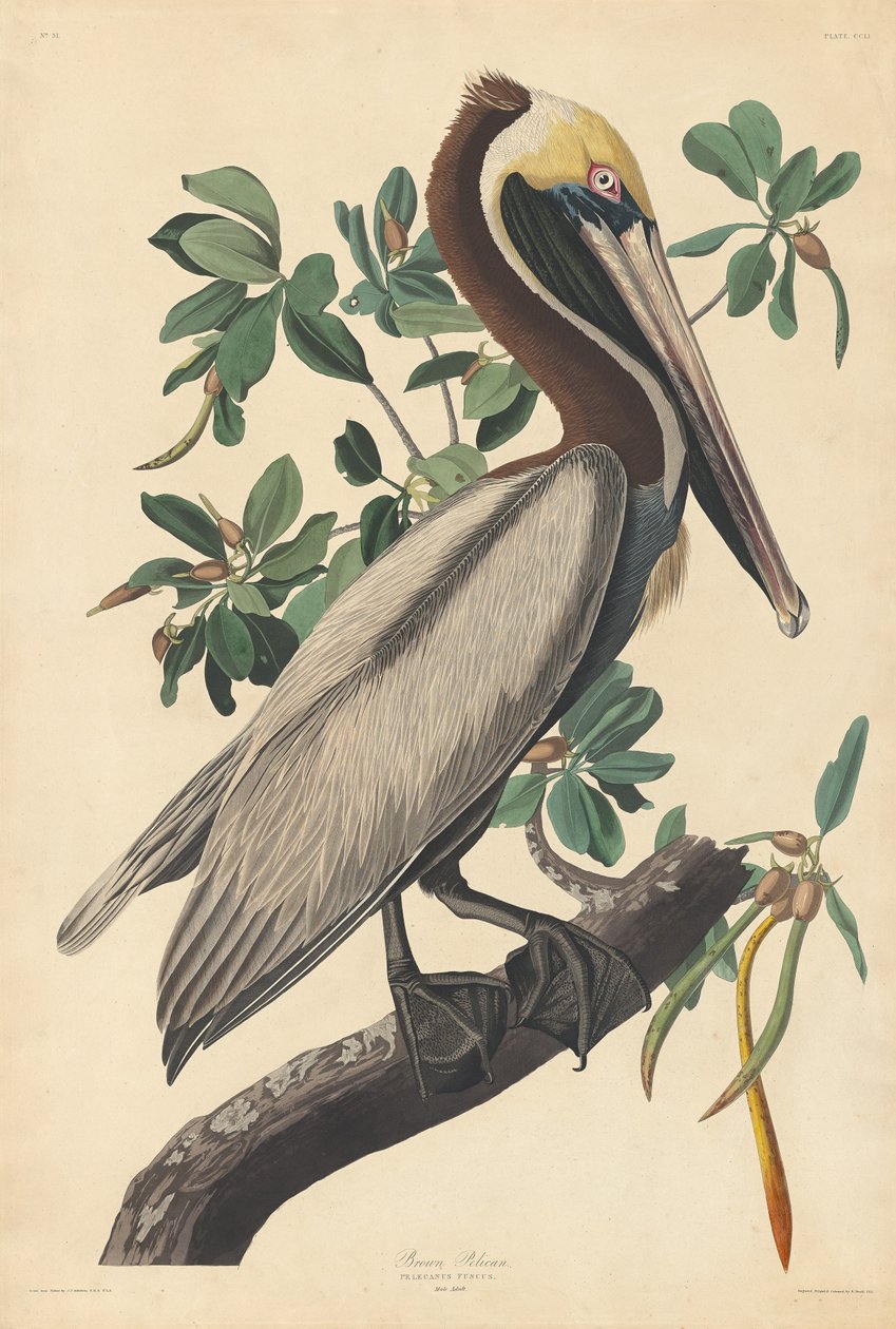Barna Pelikán alkotó: Robert Havell after John James Audubon