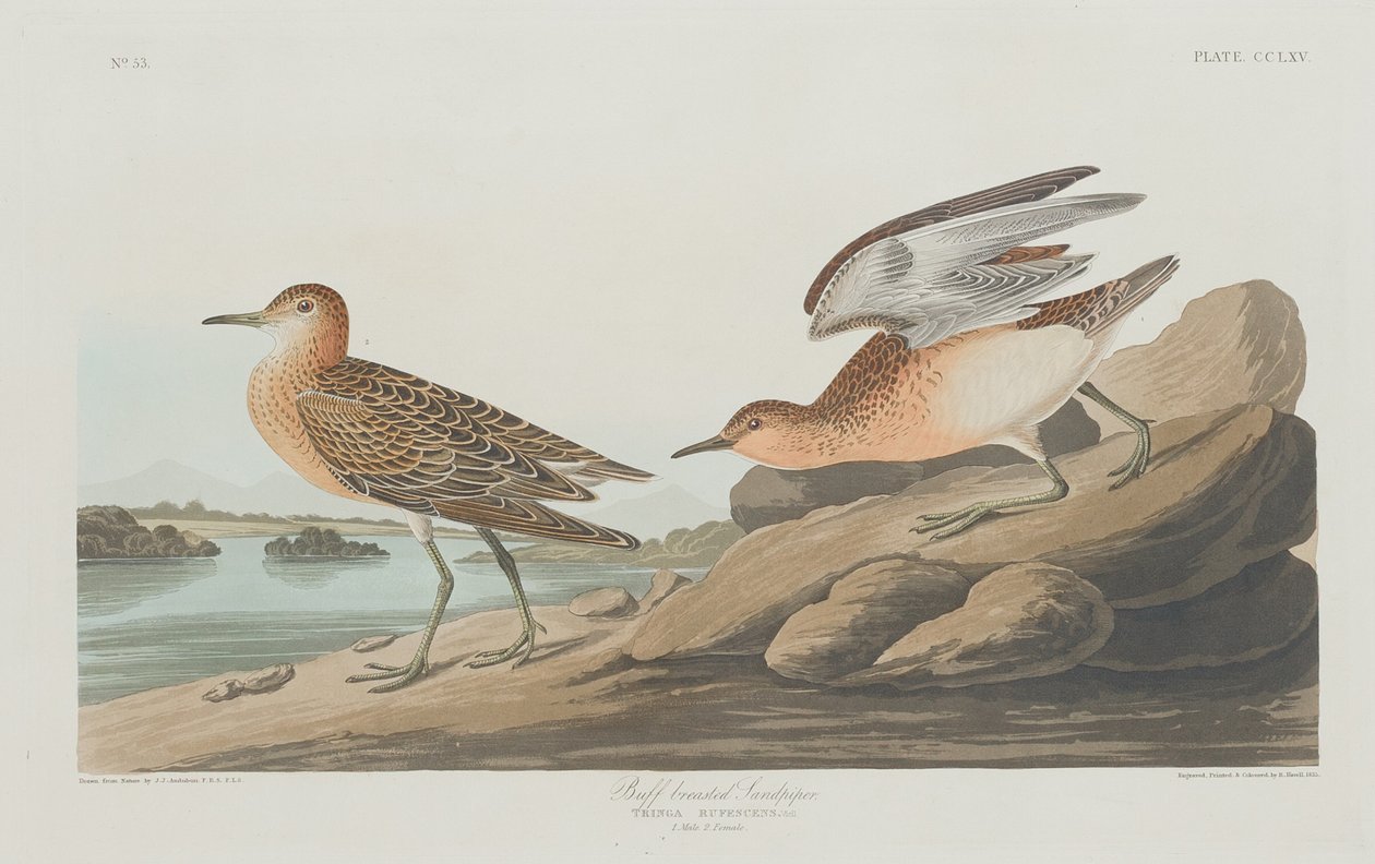 Buff-mellű Sandpiper alkotó: Robert Havell after John James Audubon