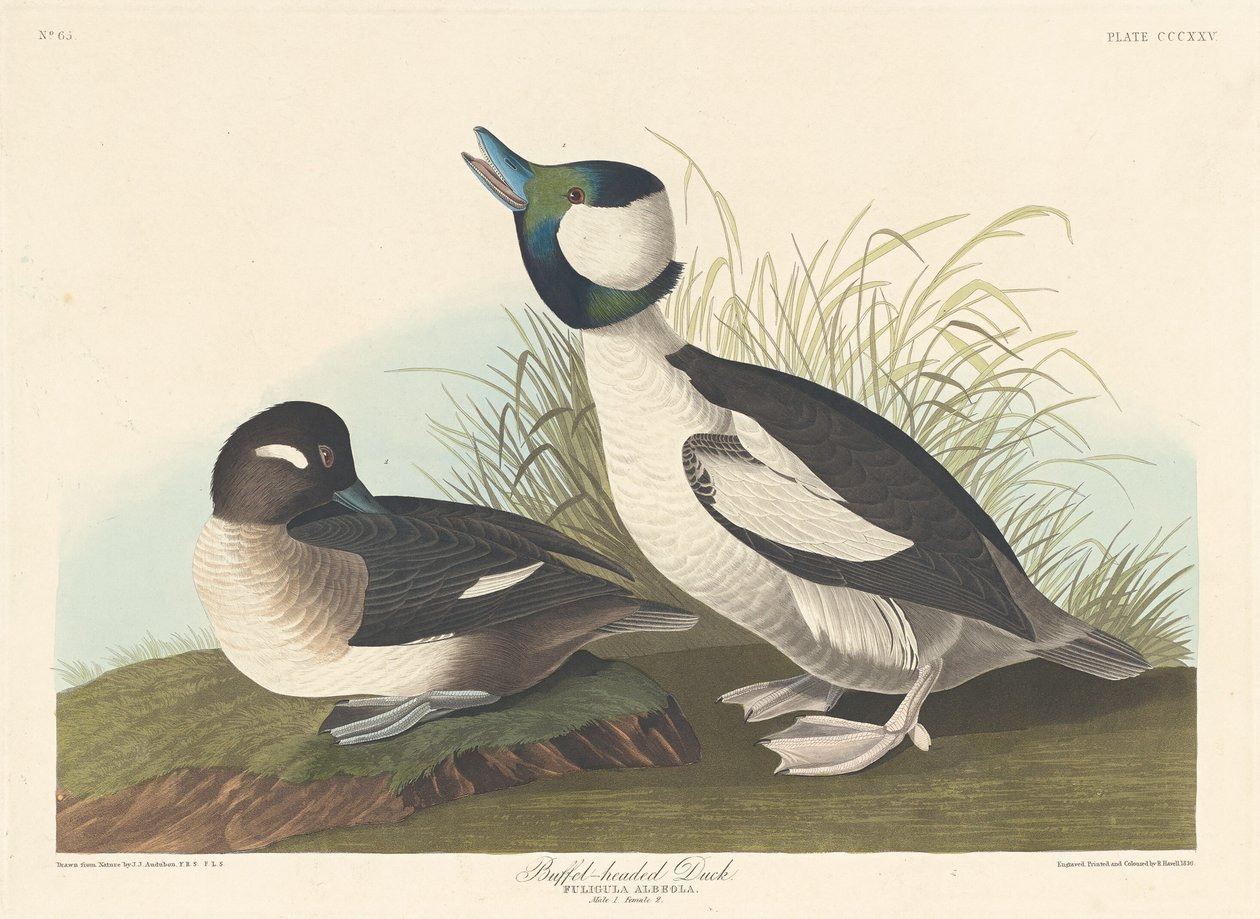 Bölényfejű kacsa alkotó: Robert Havell after John James Audubon