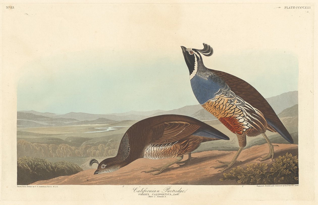Kaliforniai Partridge alkotó: Robert Havell after John James Audubon