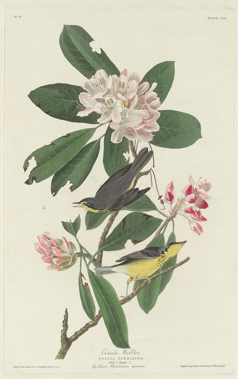 Kanadai poszáta alkotó: Robert Havell after John James Audubon