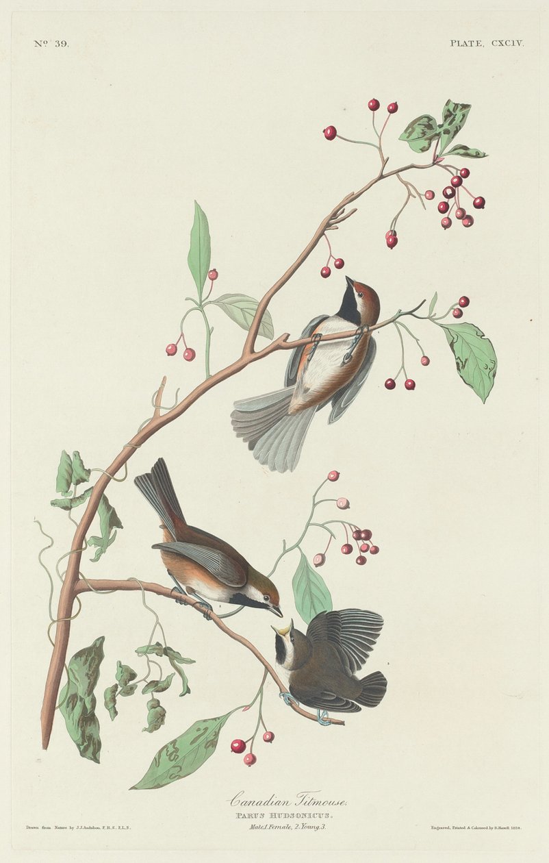 Kanadai cinege alkotó: Robert Havell after John James Audubon