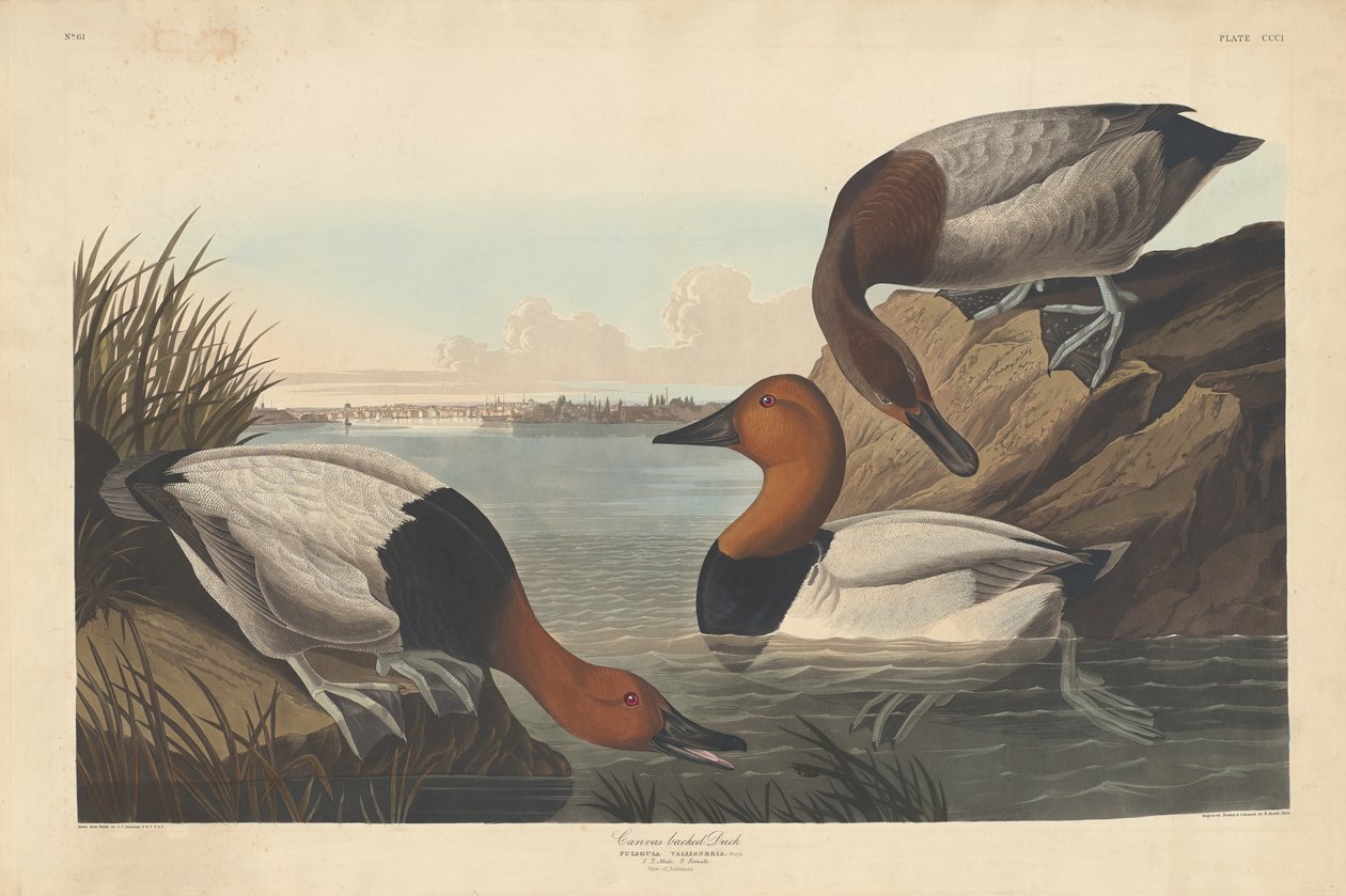 Vászonhátú kacsa alkotó: Robert Havell after John James Audubon