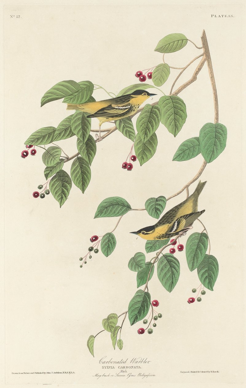 Szénsavas pacsirta alkotó: Robert Havell after John James Audubon