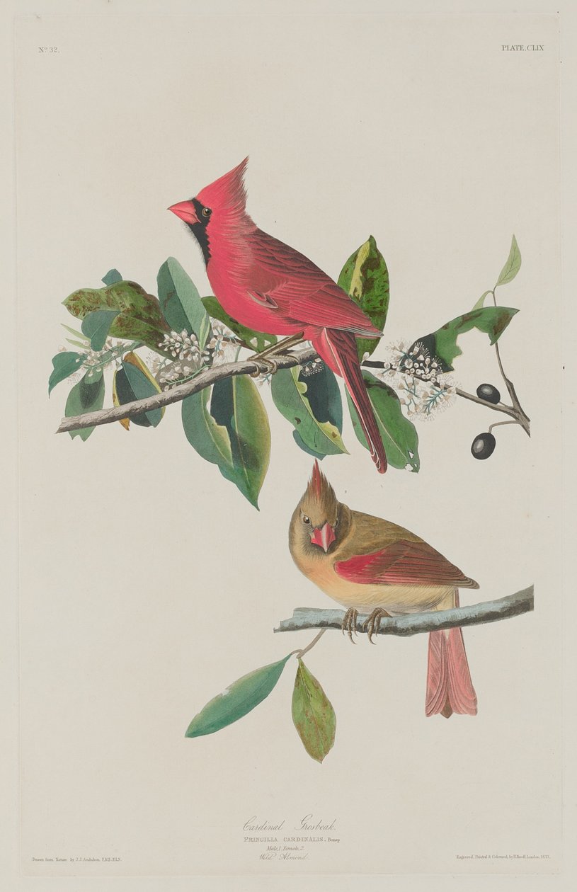 Grosbeak bíboros alkotó: Robert Havell after John James Audubon