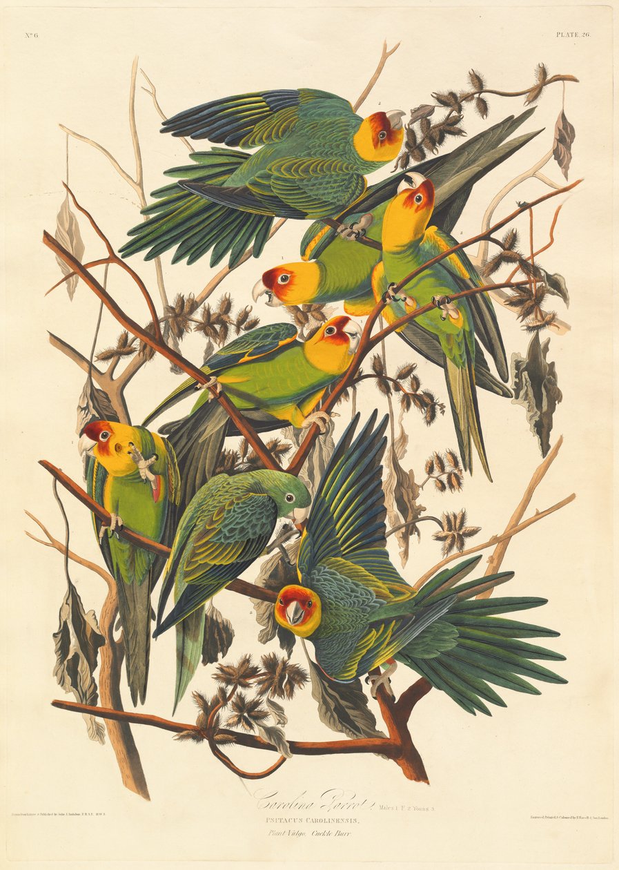 Caroline Parrot alkotó: Robert Havell after John James Audubon