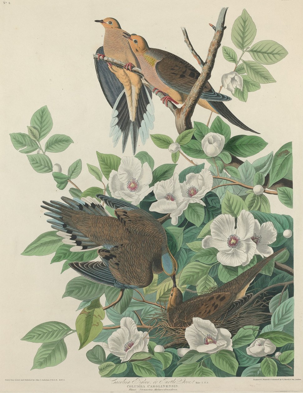 Carolina Pigeon vagy Turtle Dove alkotó: Robert Havell after John James Audubon