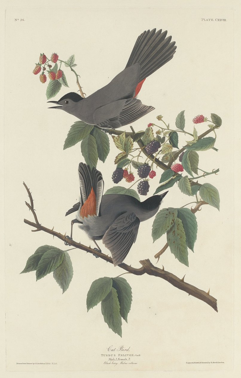 Macska madár alkotó: Robert Havell after John James Audubon