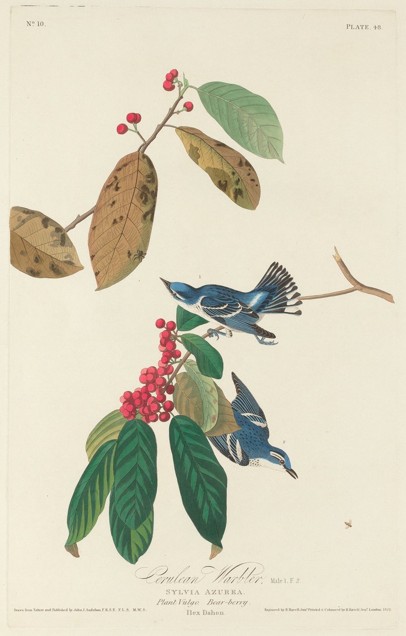 Cerulean poszcsa alkotó: Robert Havell after John James Audubon