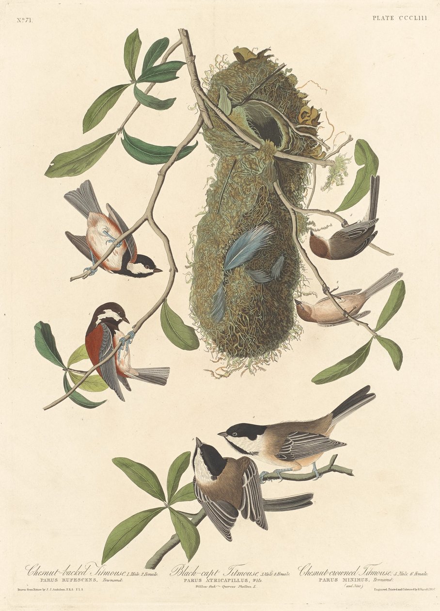 Gesztenyehátú cinege, fekete sapkás cinege és gesztenyekoronás cinege alkotó: Robert Havell after John James Audubon
