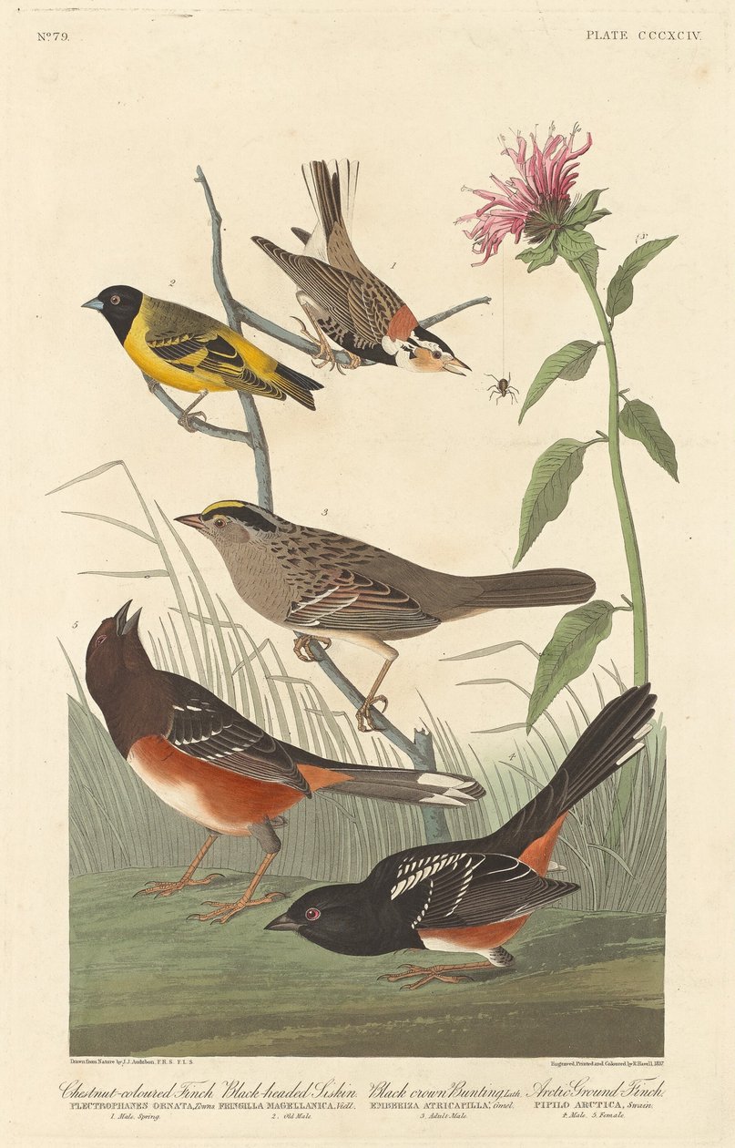Gesztenye színű pinty, fekete fejű szijszi, fekete koronás sármány és sarkvidéki pinty alkotó: Robert Havell after John James Audubon