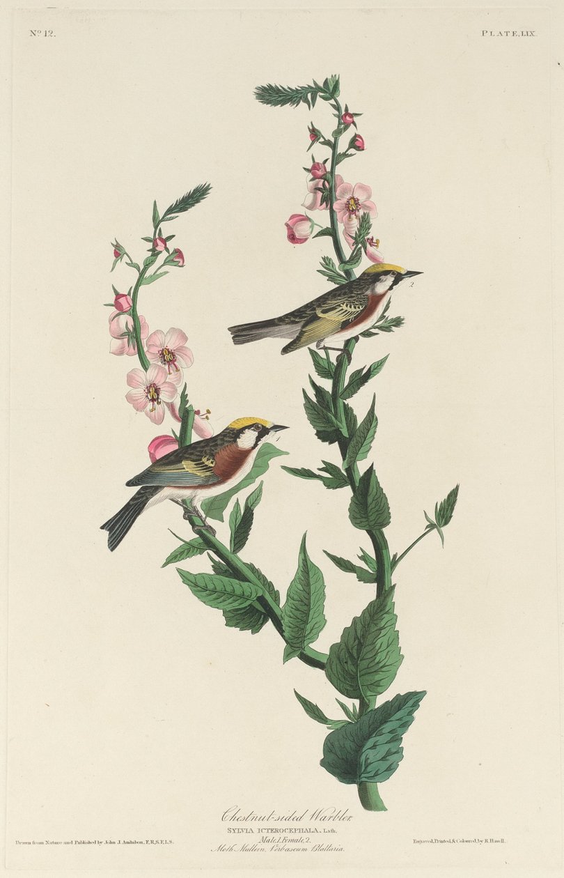 Gesztenye oldalú pacsirta alkotó: Robert Havell after John James Audubon
