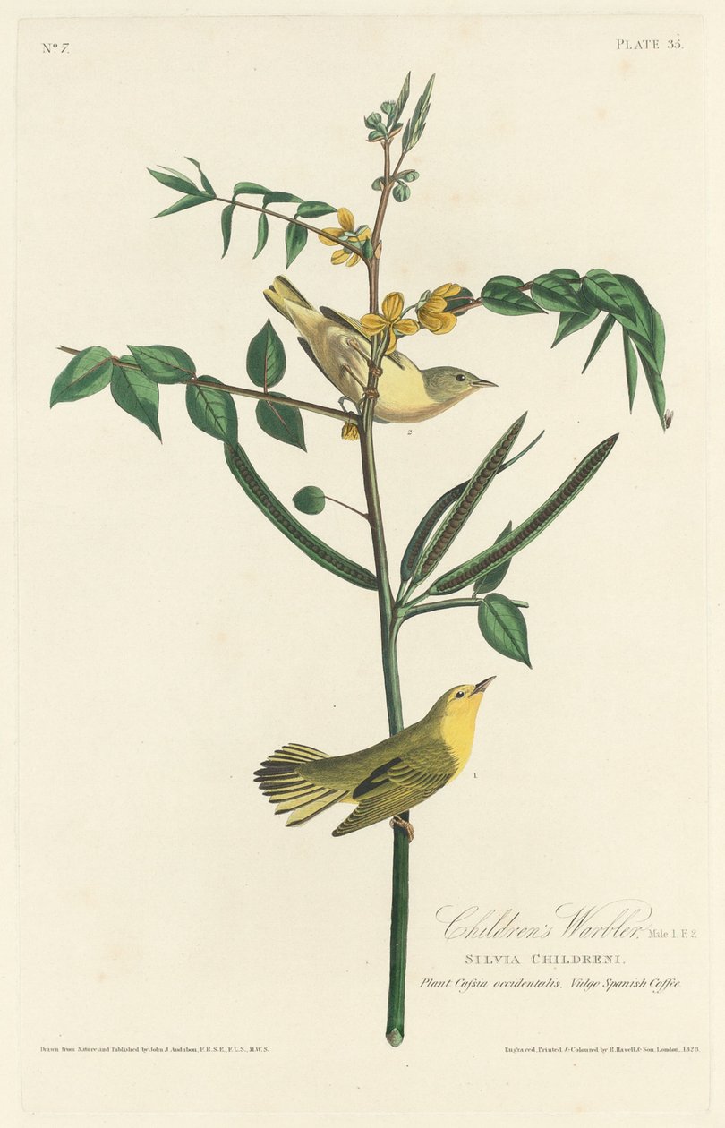 Gyermek pacsirta alkotó: Robert Havell after John James Audubon
