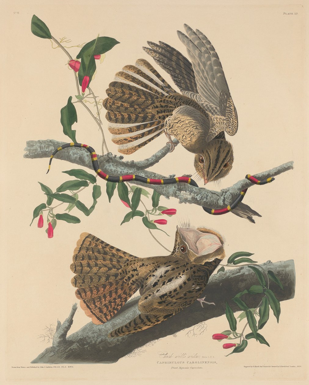 Chuck Will özvegye alkotó: Robert Havell after John James Audubon