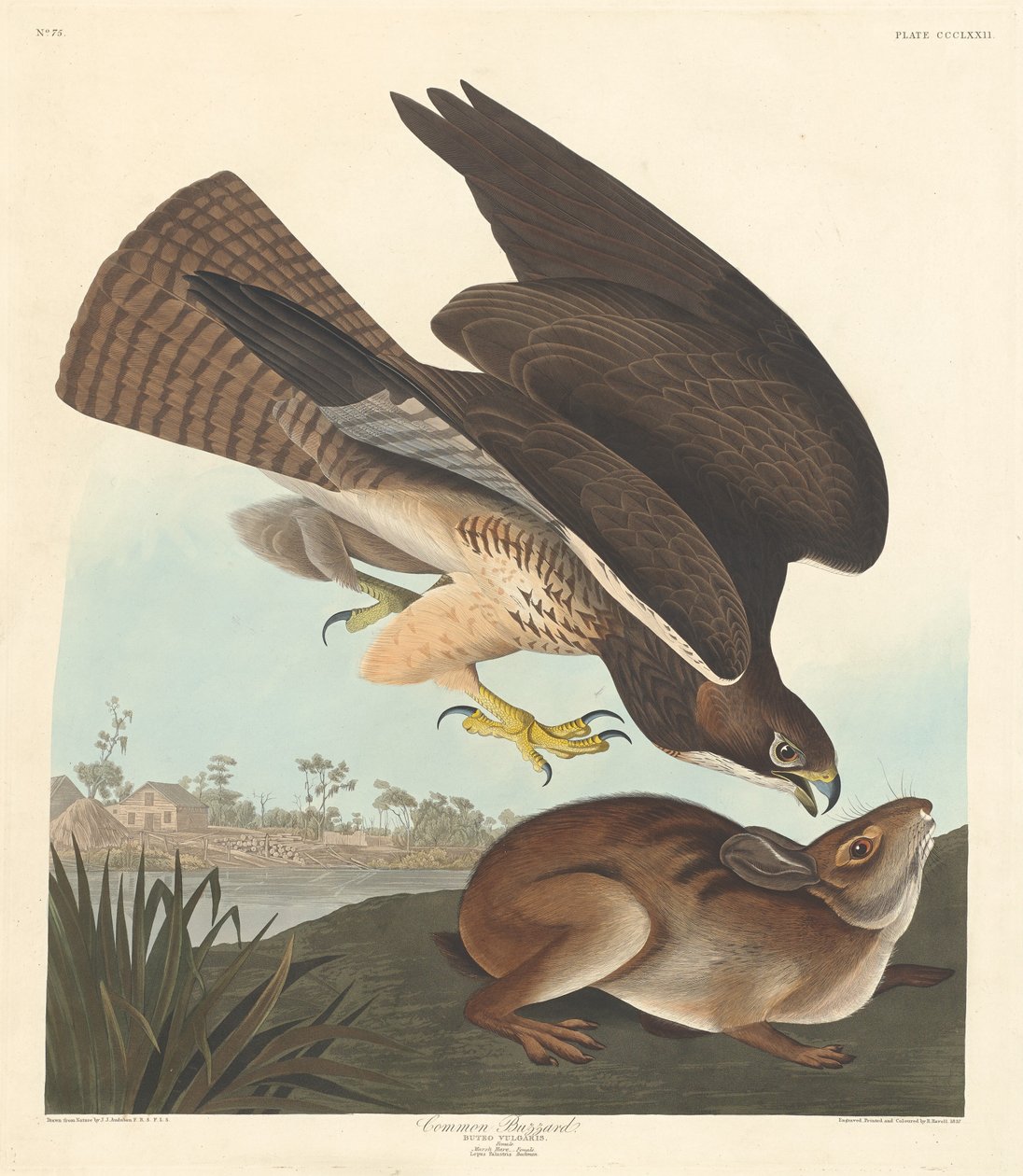 Közönséges ölyv alkotó: Robert Havell after John James Audubon