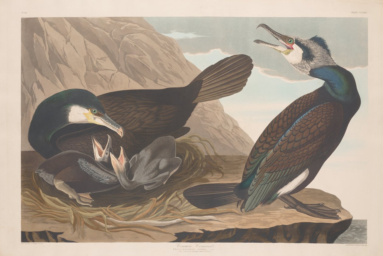 Közönséges kormorán alkotó: Robert Havell after John James Audubon