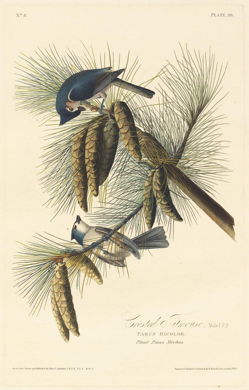 Tarajos cinege alkotó: Robert Havell after John James Audubon