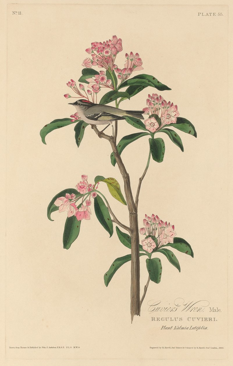 Cuvier Wren alkotó: Robert Havell after John James Audubon