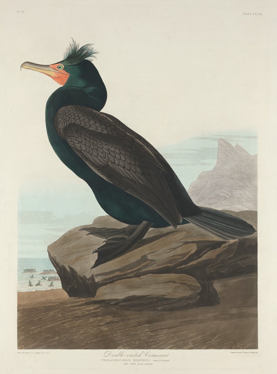 Kettős tarajos kormorán alkotó: Robert Havell after John James Audubon