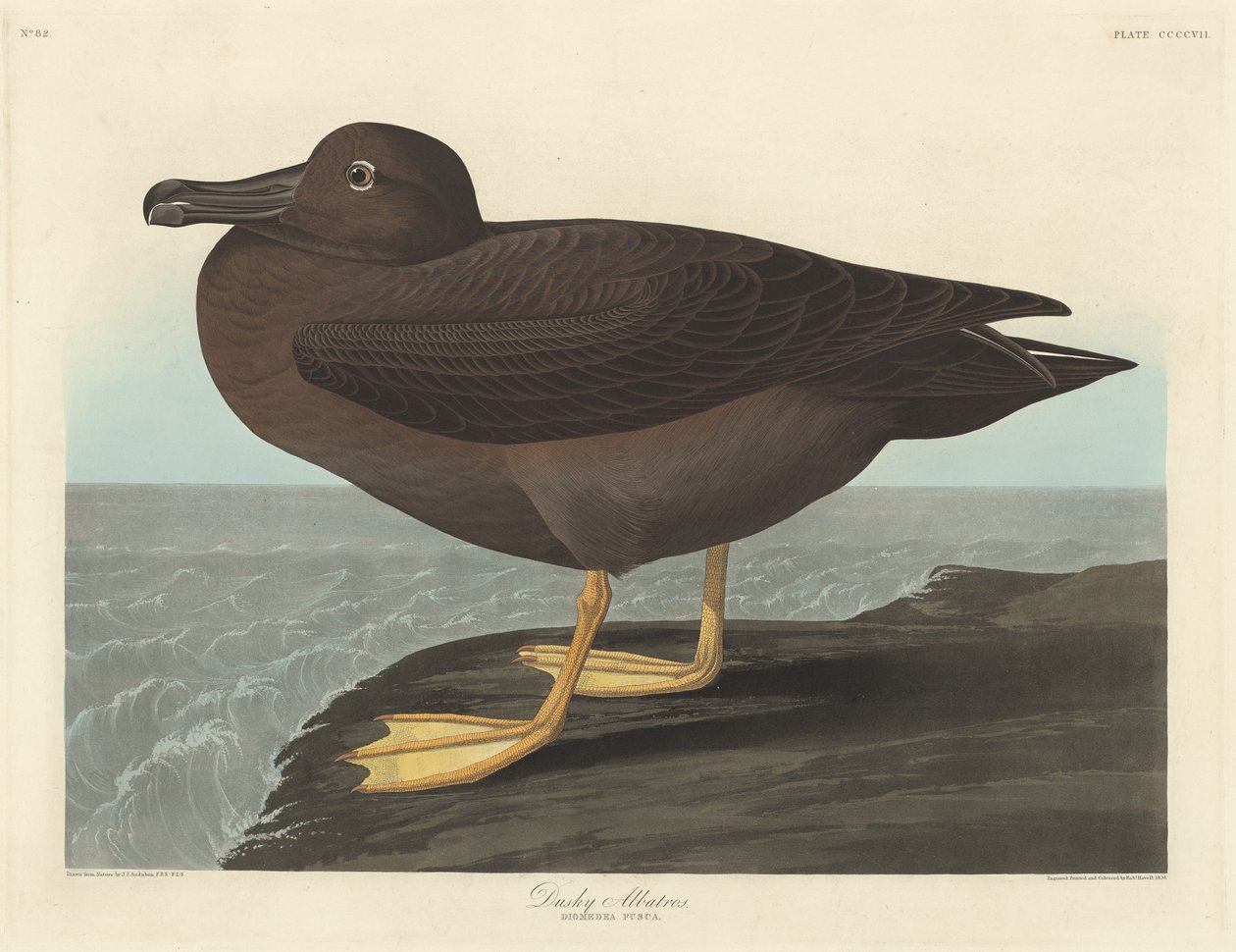 Dusky Albatross alkotó: Robert Havell after John James Audubon