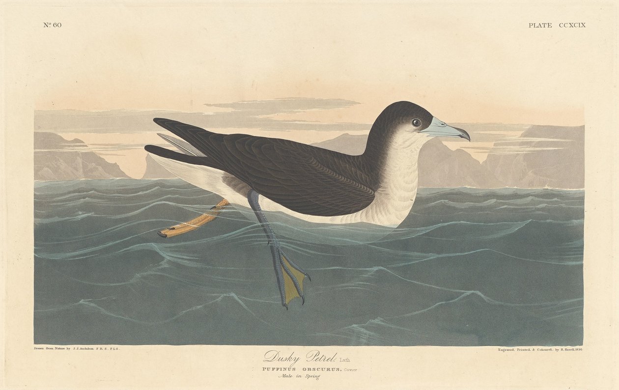 Alkonyat Petrel alkotó: Robert Havell after John James Audubon