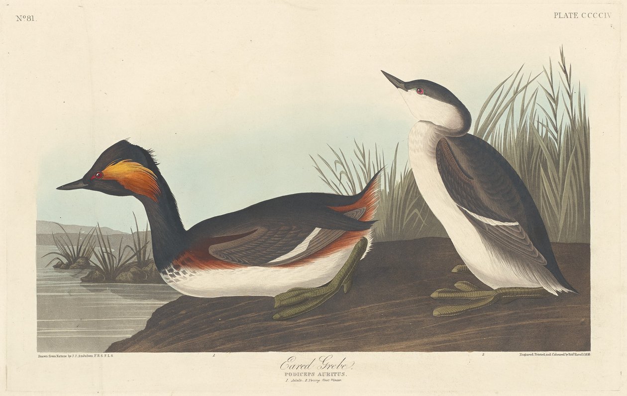 Fülű vöcsök alkotó: Robert Havell after John James Audubon