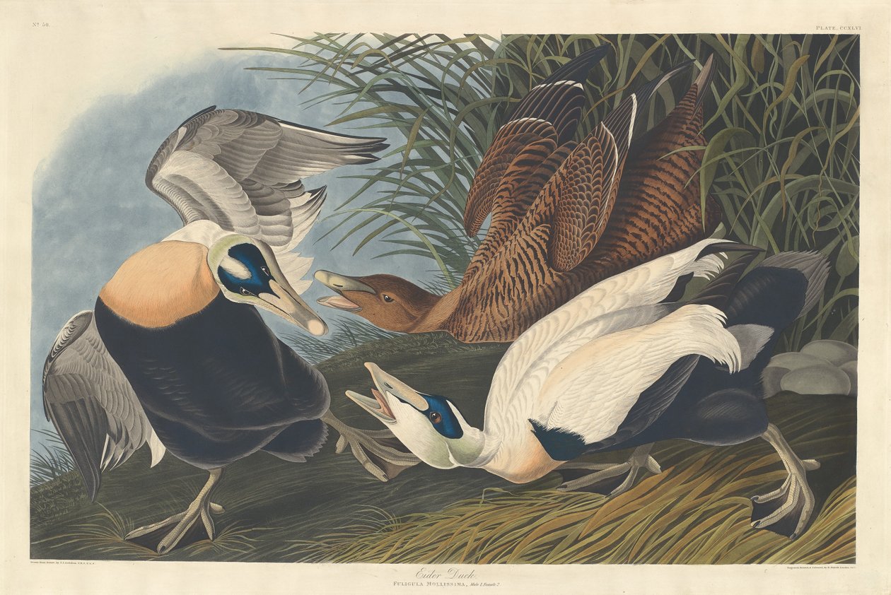 Eder kacsa alkotó: Robert Havell after John James Audubon